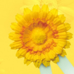 Dopravní podniky opět podpoří Český den proti rakovině